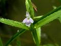 Opposite-Leaf Bog-Herb